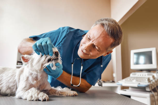 Locust Valley, NY Emergency Dentist Pros